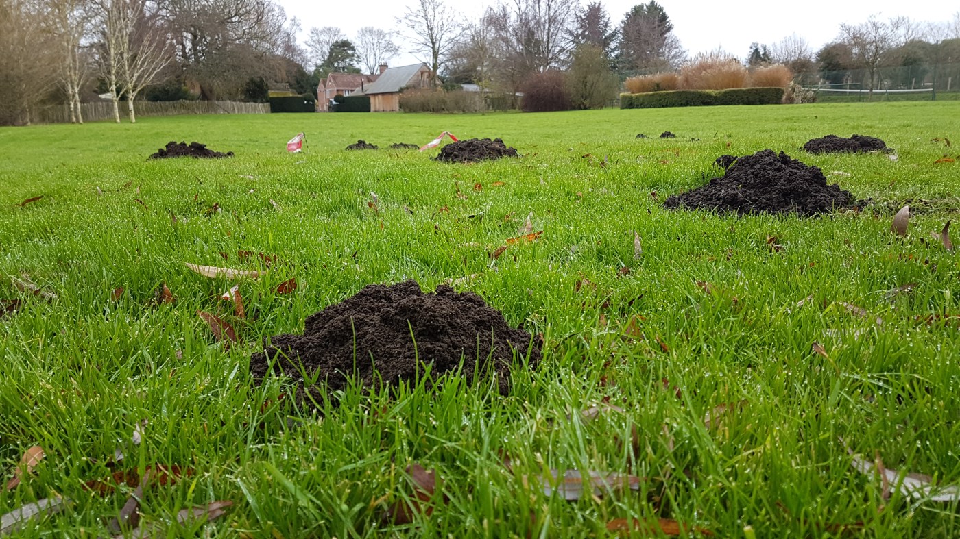 Berkshire mole catcher