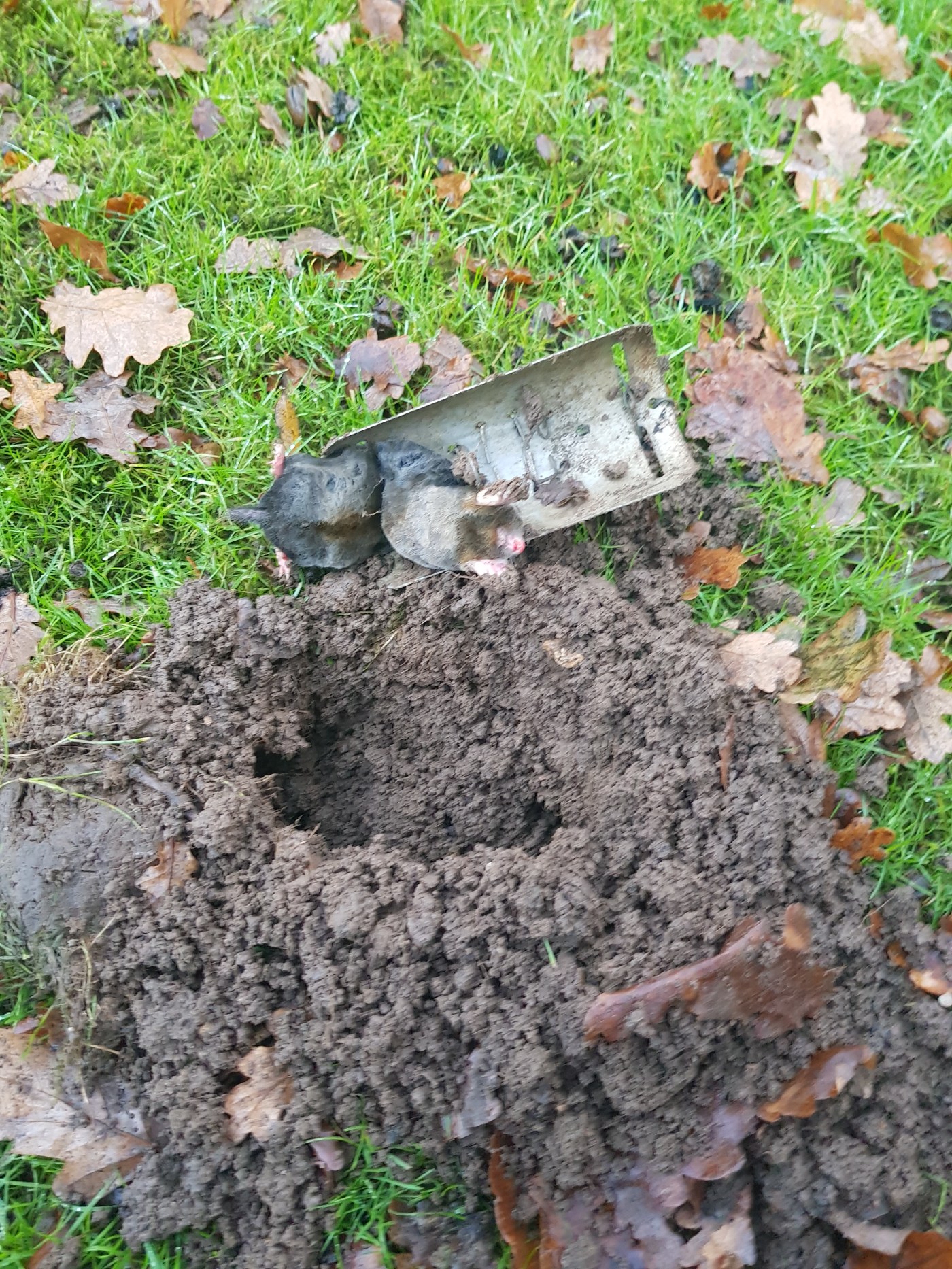 Mole Catcher Wokingham