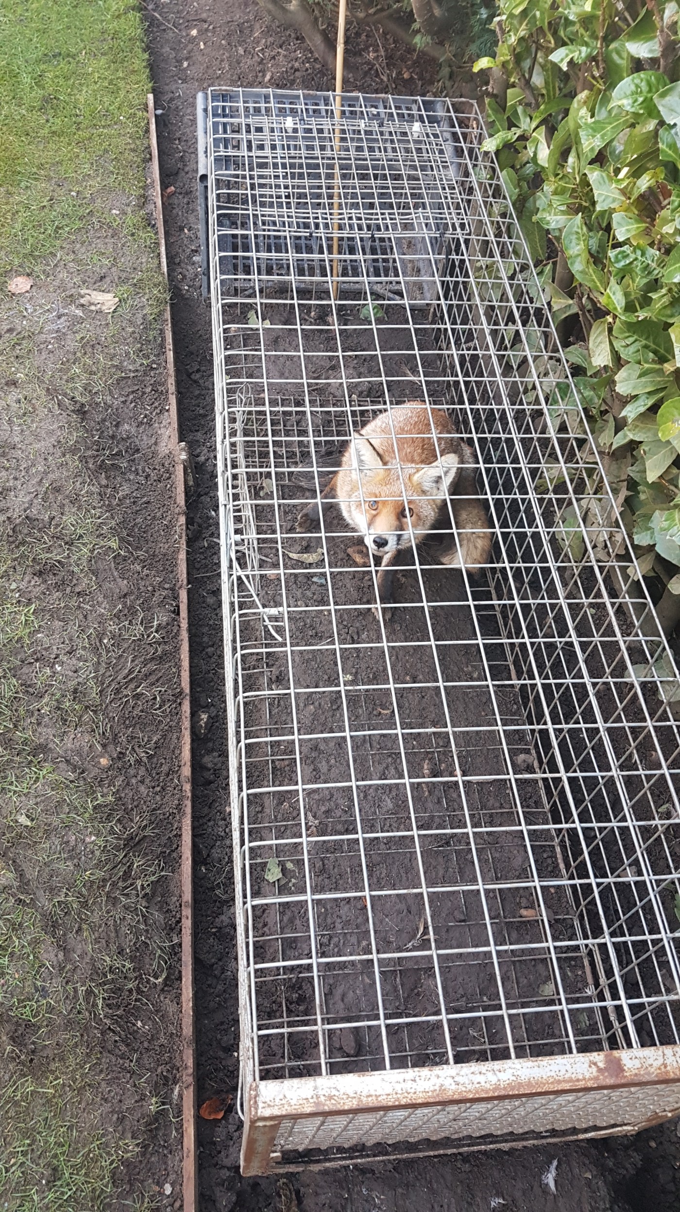 Fox Removal Berkshire