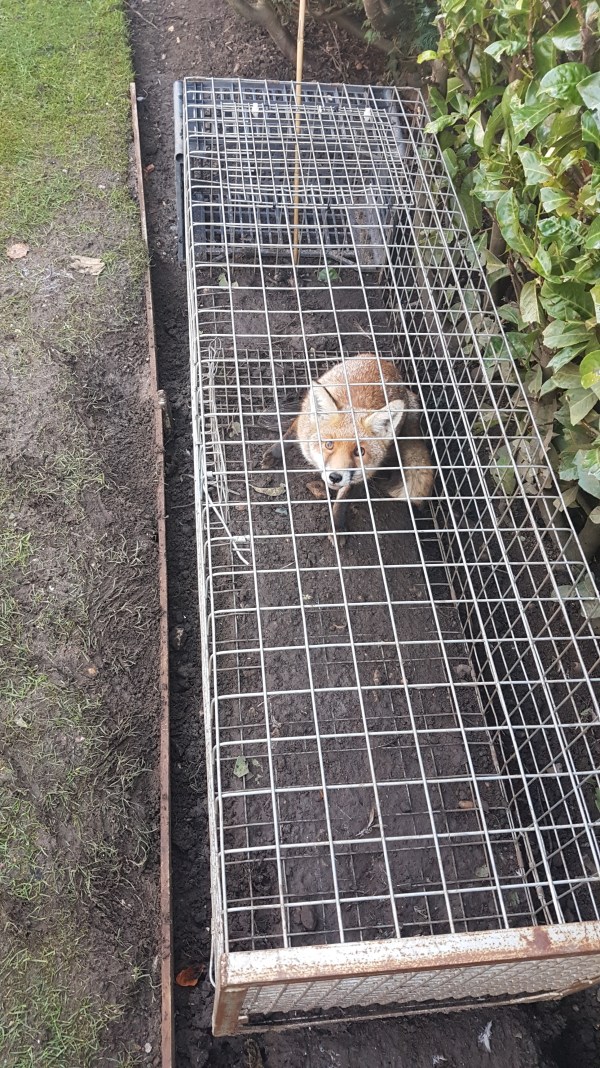 Fox Removal Berkshire