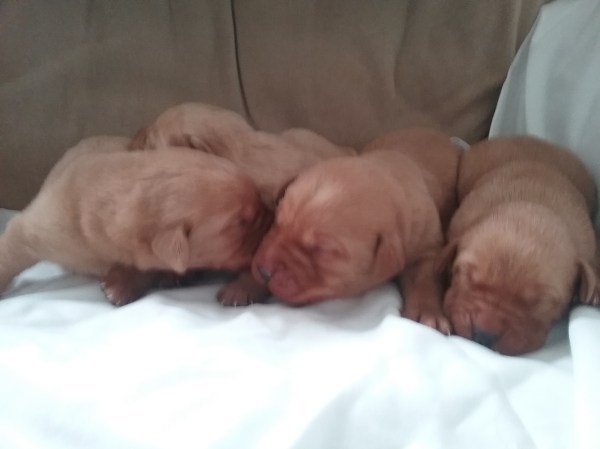 Fox Red Labrador puppies Berkshire
