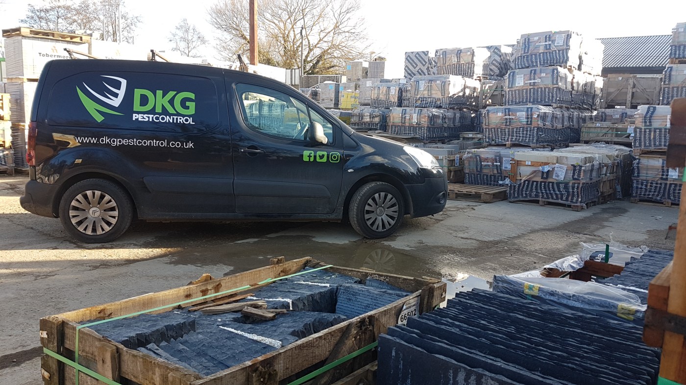 Rat pest control berkshire