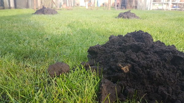 Mole Catcher in berkshire