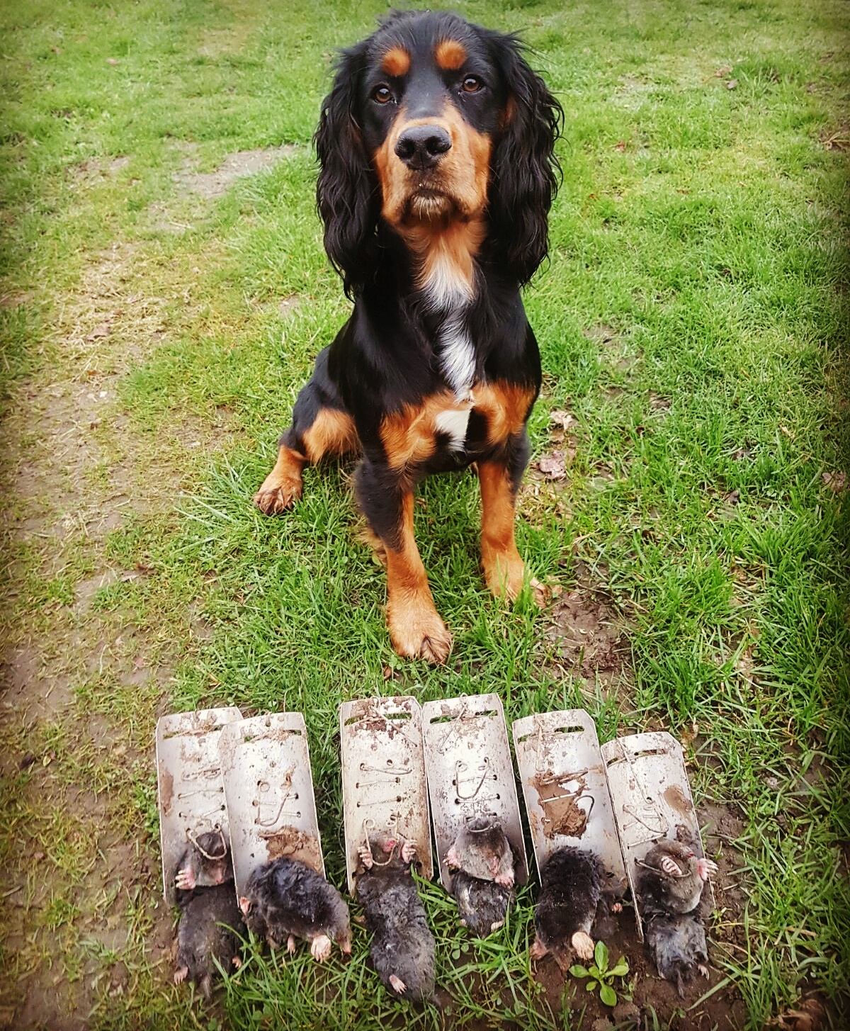 Berkshire mole catcher