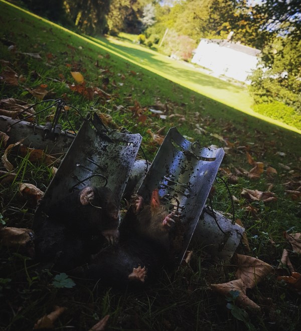 Mole control berkshire