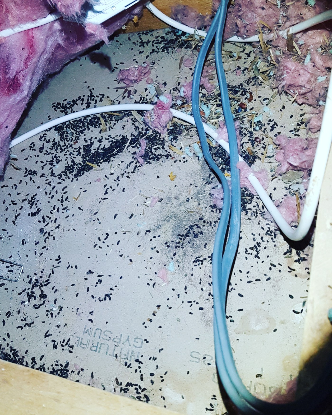 Get rid of mice in the loft