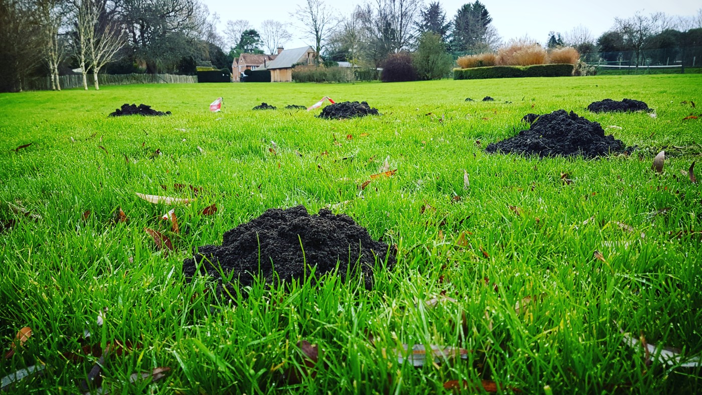 Mole Catcher Windsor