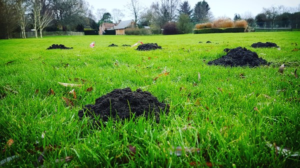 Mole Catcher Windsor