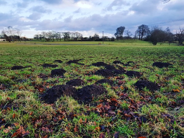Equestrian Centre Mole Clearance