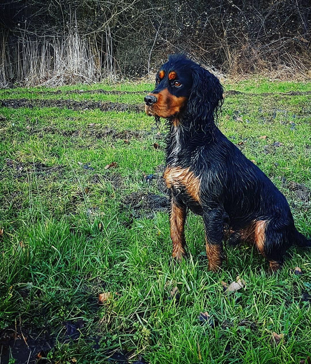 Kc registered cocker spaniel stud dog