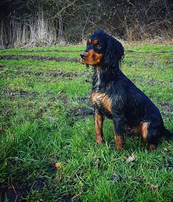 Kc registered cocker spaniel stud dog