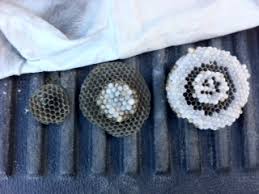 wasp nest removal berkshire