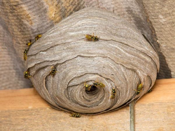wasp nest removal berkshire