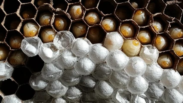 wasp nest removal grubs