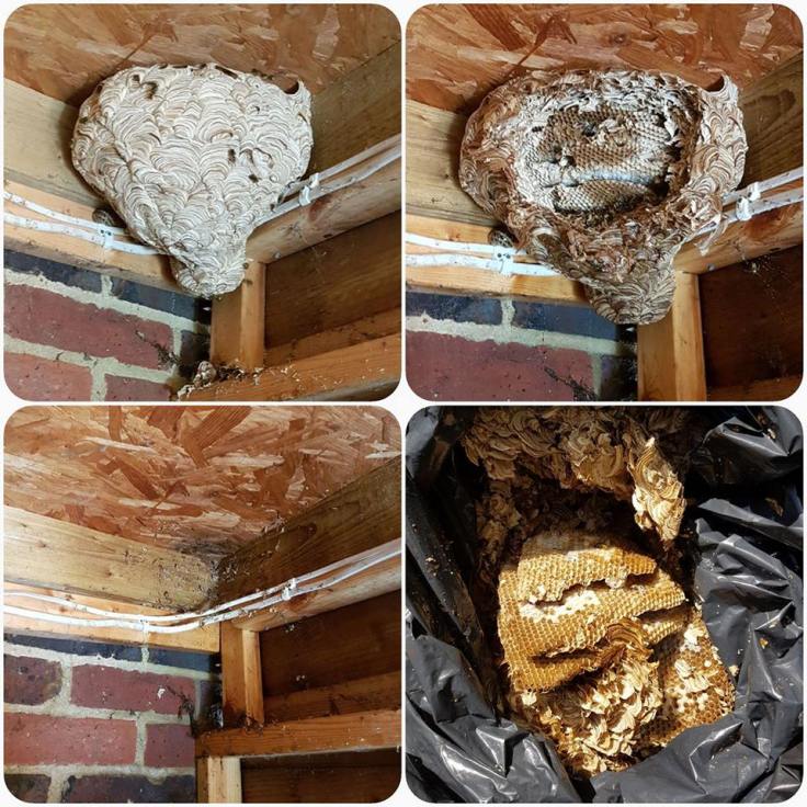 wasp nest removal process
