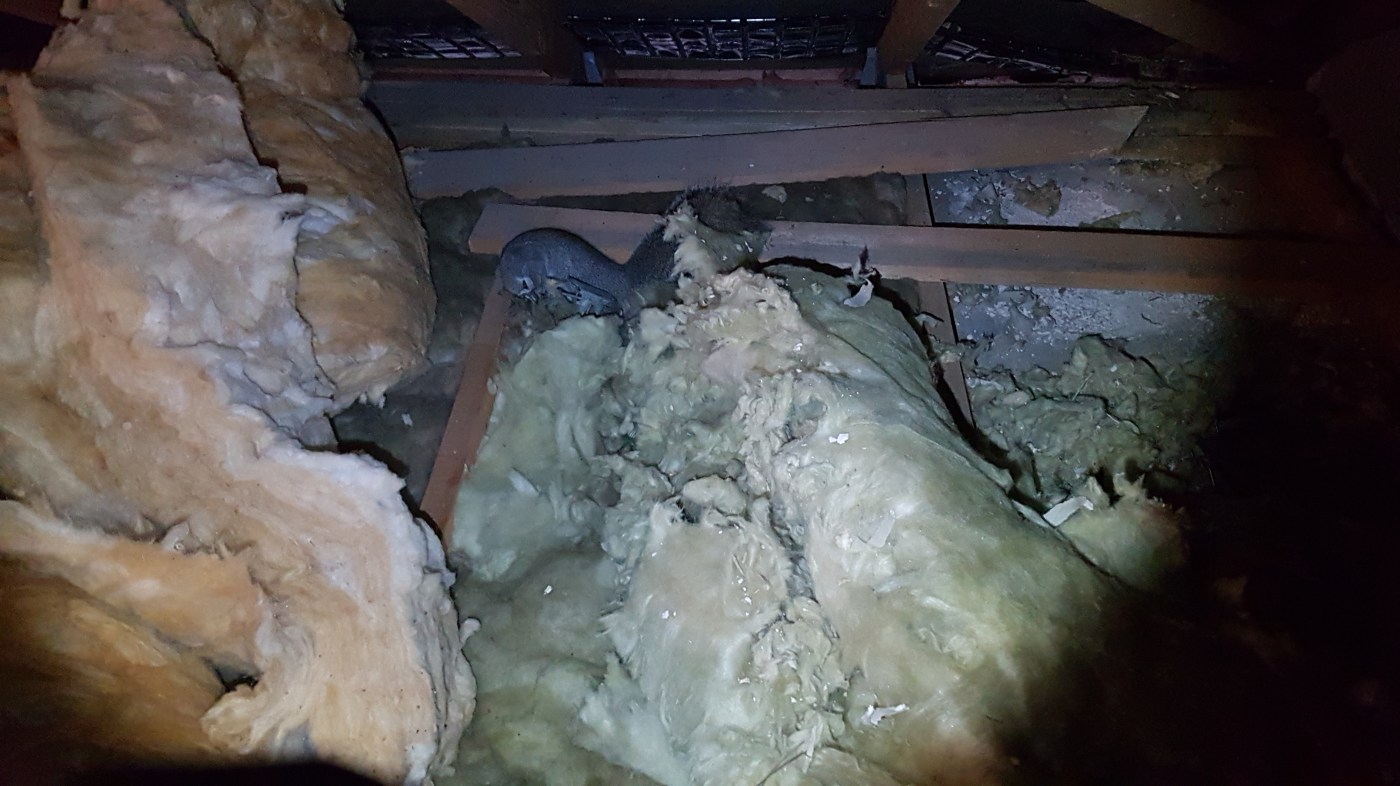 Pest Control in Berkshire