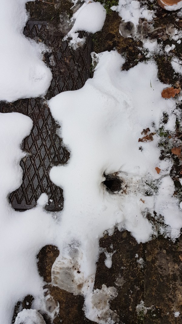 Rats in drains pest control