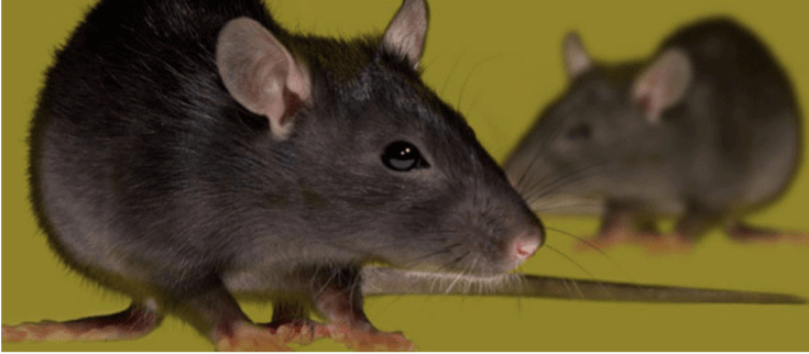 Rat Control Berkshire