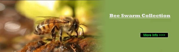 Bee Nest Removal Berkshire