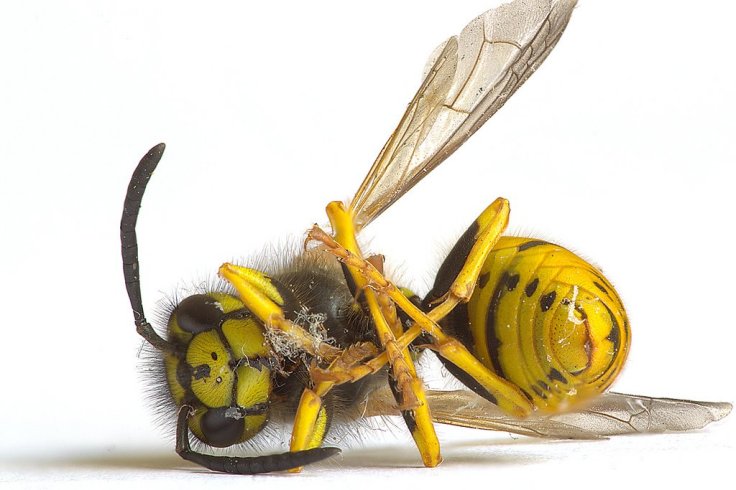 Wasp Nest Removal Wasp Nest Removal