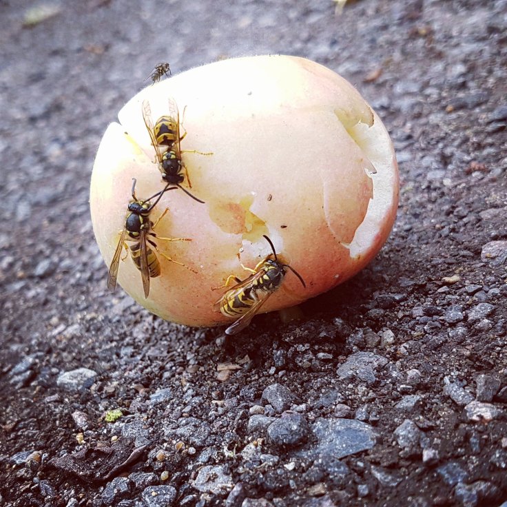 Wasp Nest Removal Berkshire Wasp Nest Removal Berkshire